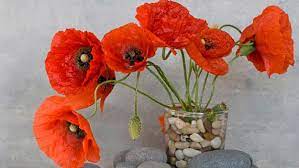 The exact conditions required for planting and sowing your poppy seeds will depend on the species of poppy you wish to grow, and the location that they. How To Grow Poppies In Winter Australian Women S Weekly