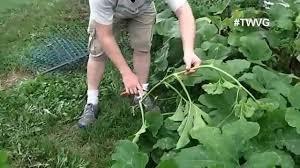 We did not find results for: Trimming Pumpkin Vines For Better Growth Quick Tip Youtube
