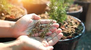 Image result for rosemary pruning