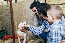 Richmond animal league 11401 international drive richmond, va 23236 phone: 7 Things To Consider Before Adopting A Shelter Dog Richmond Road Veterinary Clinic