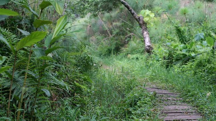 Bigodi Wetland complements a Kibale chimpanzee safari with birds, monkeys and community experiences