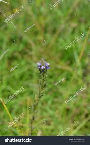 Image result for Buchnera hispida