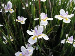 Image result for Dietes flavida