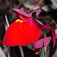 Image result for Utricularia welwitschii