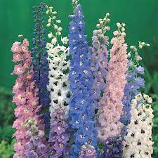 We would like to show you a description here but the site won't allow us. Top 10 Easy Perennial Plants To Grow From Seed Dengarden