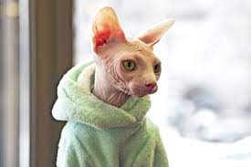 Our color is very beautiful gray black and pink. Sphynx Cat Breed Information And Characteristics Daily Paws