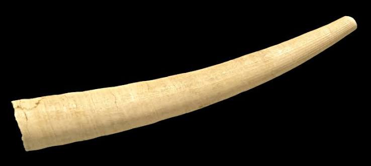 Tusk shell | Marine, Gastropod, Chitin | Britannica