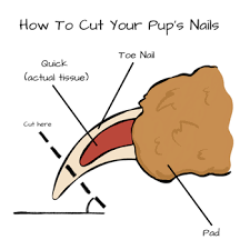 how to choose the best pet nail grinder and