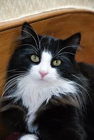 Black And White Tuxedo Cats Tuxedo Cats Have A Black And White Coat That Looks Like The Cat Is Wearing As The Name Suggests A Tuxedo Most Beautiful Cats Cute Cats Cute Cats And Kittens