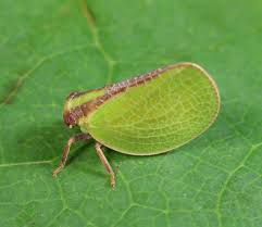 Image result for Acalypha bipartita