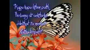 Kupu kupu hitam putih terbang di sekitarku melihat ia menari hatiku terpatri. Kupu Kupu Hitam Putih Iwan Fals With Lyrics Youtube