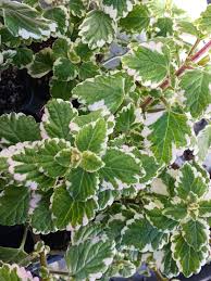 Image result for Plectranthus elegans