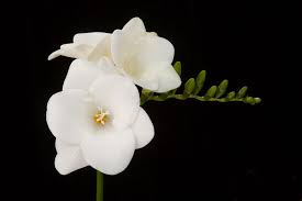 Corvette Penning Freesia Perennial Flowering Plants Freesia Herbaceous Perennials