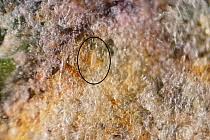 Image result for Colomerus vitis