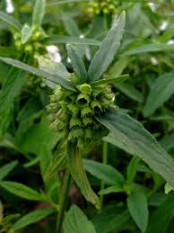 Image result for Leucas