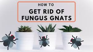 We shall first have a look at each method, followed by some precautions and tips for removing the plant with. How To Get Rid Of Fungus Gnats On Indoor Plants Youtube