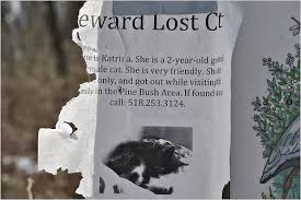 This ring camera video shows two coyotes hunting and killing my cat as a team. Do Fishers Really Eat Cats The New York Times