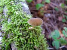 Image result for Simocybe centunculus