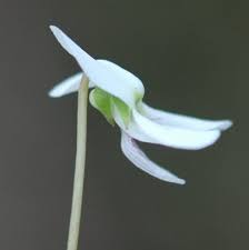 Image result for Launaea violacea