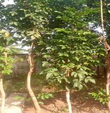 Ogirisi Tree and Igbo Spirituality: A Sacred Wisdom Hidden from Many || Nnewi City