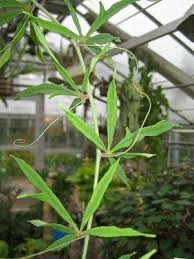 Image result for Adenia stenodactyla