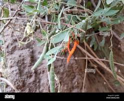 Image result for Cadaba farinosa