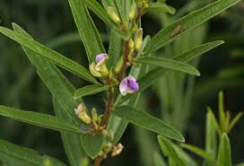 Image result for Dolichos trinervatus