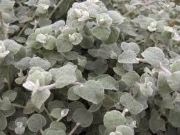 Image result for Helichrysum argyranthum