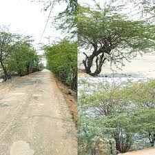 Image result for Prosopis pallida