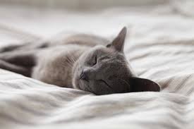 For example, you can use a laser to get your cat running, or play chase or a little catnip. How Changing Your Cat S Sleeping Patterns Can Help You Sleep Better