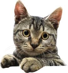 Hq Cat Png Images Cute Cats Transparent Pictures Free Transparent Png Logos