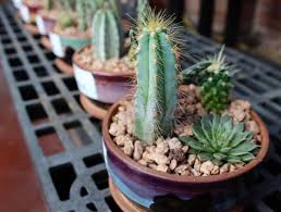 Cactus and succulents benguet, amazing dish diy mini cactus gardens for indoors or outdoors. Give The Gift Of Tucson With These 18 Sonoran Desert Gifts Tucson Life Tucson Com