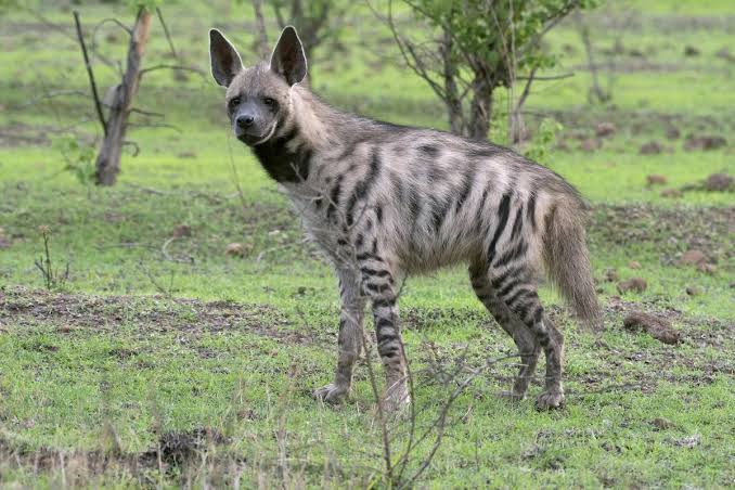Where are India's striped hyenas? - The Hindu