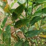 Image result for Aframomum alboviolaceum