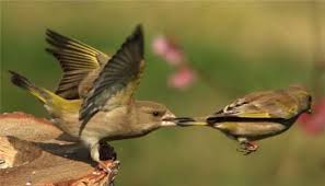 Afbeeldingsresultaat voor sex grappen