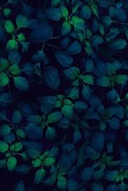 Blue Green Leaves Lock Screen Wallpaper Background For Android Cellphone Iphone Aesthetic Wallpapers Nature Photography Beautiful Wallpapers