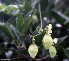 Image result for Cardiospermum corindum