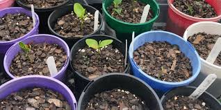 Transplant the cuttings outdoors the following spring season. Fruit Tree Propagation Practical Primate