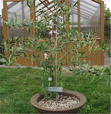Check spelling or type a new query. Zonal Denial Pacific Northwest Specialty Plants
