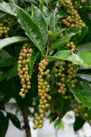 Image result for Antidesma