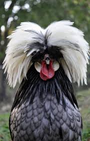 Birds That Start With R My White Crested Blue Polish Chickens Backyard Chicken Breeds Pet Birds