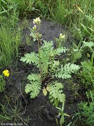 Image result for Erucastrum