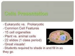 Plant cells have a cell wall so that they do not burst when the central vacuole fills up with water. Prokaryotic Vs Eukaryotic Cells Prokaryotic Vs Eukaryotic Cells