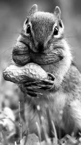 Black And White Squirrel Like Animal Pin En So Darn Cute