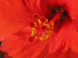 Image result for Hibiscus rhabdotospermus