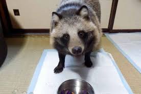 October 21, 2017october 20, 2017 admintag. A Tanuki The Japanese Raccoon Dog Is The Cute Animal Of This Internet Moment