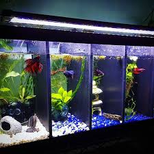 Preview Of Tomorrows Video I Did A Fun Little Project To Decorate The 20 Gallon Divided Male Betta Tank I M Slowly Betta Aquarium Betta Tank Betta Fish Tank