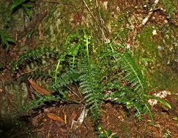 Image result for Asplenium rutifolium