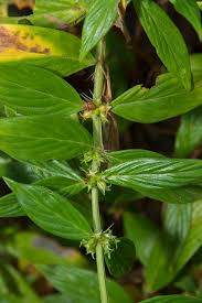 Image result for Hexasepalum sarmentosum