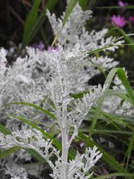 We did not find results for: Dusty Miller A Plant With Silvery Leaves Cgtn